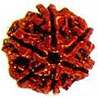 Six Mukhi Rudraksha