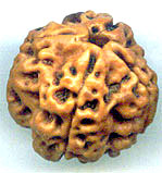 Four Mukhi From Nepal