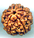 Five Mukhi From Nepal