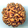 Six Mukhi From Nepal