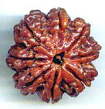 Eight Mukhi From Nepal