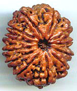 Twelve Mukhi From Nepal
