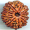 Twelve Mukhi From Nepal