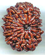 Thirteen Mukhi From Nepal