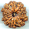 Fourteen Mukhi From Nepal