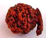 Ganesh Rudraksha From Nepal