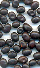 Chirmi Beads