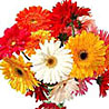 Gerbera Daisies Bouquet