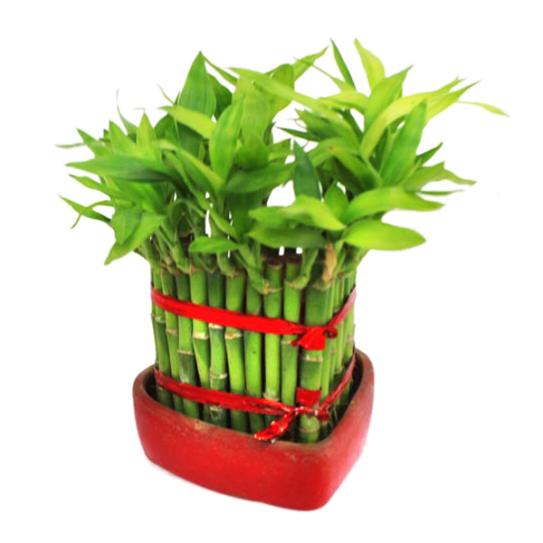 Heart Shape Bamboo Plant India