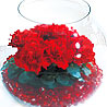 Ruby Red