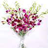 Exotic Orchids
