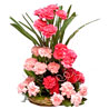 Fragrant Freesia