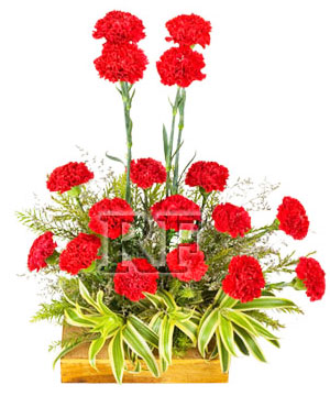 Carnations Arrangement