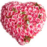 75 roses in a heart